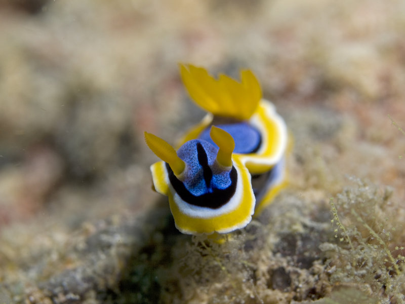 Nudibranch, Seaventures House Reef